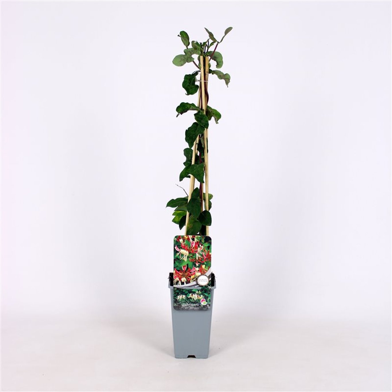 Lonicera per. 'Belgica' - C2 70/+ CM